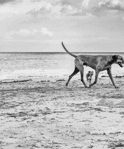 Monochrome Dogs On Beach Paint By Number