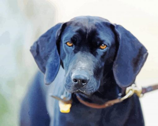 Black Plott Hound Paint By Number