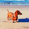 Dachshund On The Beach Paint By Number