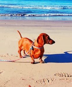 Dachshund On The Beach Paint By Number