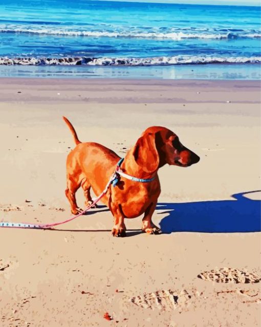 Dachshund On The Beach Paint By Number