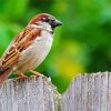 House Sparrow Paint By Number