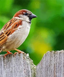 House Sparrow Paint By Number