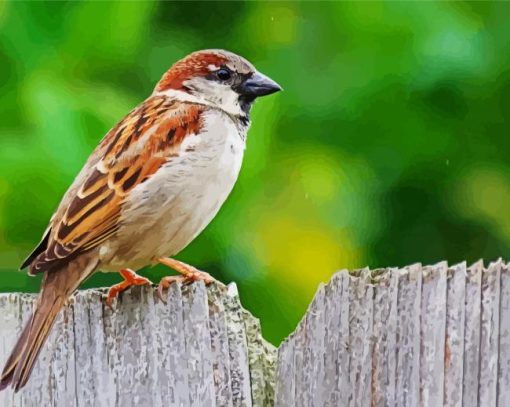 House Sparrow Paint By Number