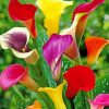 Colorful Arum Lilies In Field Paint By Number