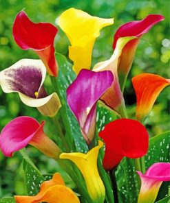 Colorful Arum Lilies In Field Paint By Number