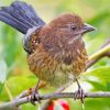 Cute Towhee Bird Paint By Number