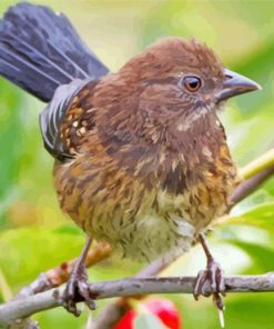 Cute Towhee Bird Paint By Number