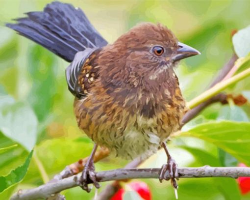 Cute Towhee Bird Paint By Number