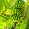 Green Banana Tree Paint By Number