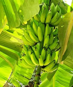 Green Banana Tree Paint By Number