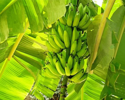 Green Banana Tree Paint By Number