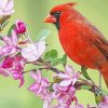 Red Cardinal Bird Paint By Number