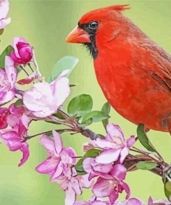 Red Cardinal Bird Paint By Number