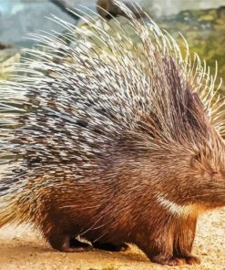 Porcupine Animal Paint By Number