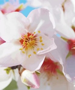 Aesthetic Almond Blossoms Paint By Number