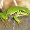 Amphibian Tree Frog Paint By Number