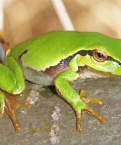 Amphibian Tree Frog Paint By Number