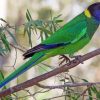 Australian Ringneck Parrot Paint By Number