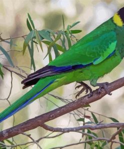 Australian Ringneck Parrot Paint By Number