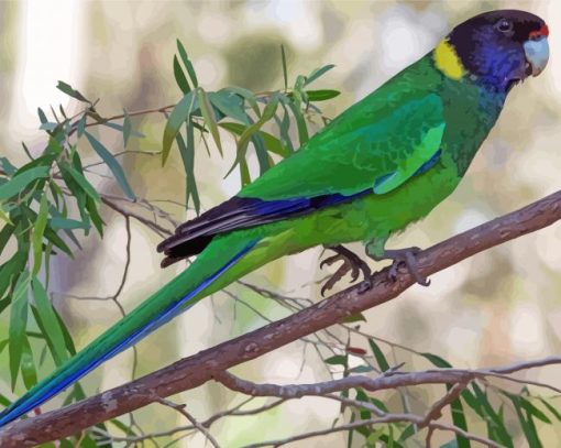 Australian Ringneck Parrot Paint By Number