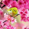 Bird In Pink Flowers Paint By Number