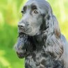 Cocker Spaniel Dog Paint By Number