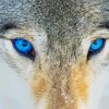 Blue Wolf Eyes Paint By Number