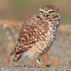 Burrowing Owl Paint By Number