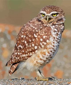 Burrowing Owl Paint By Number