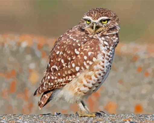 Burrowing Owl Paint By Number