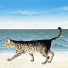 Cat Walking By Sea Paint By Number