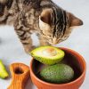 Cat And Avocado Fruits Paint By Number