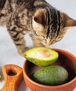 Cat And Avocado Fruits Paint By Number