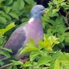 Common Wood Pigeon Paint By Number