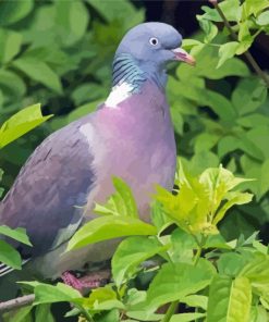 Common Wood Pigeon Paint By Number