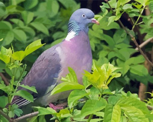 Common Wood Pigeon Paint By Number