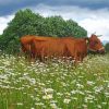 Cow In Daisies Field Paint By Number