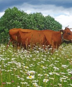 Cow In Daisies Field Paint By Number