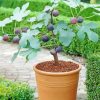 Fig Tree Pot Paint By Number