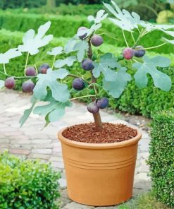 Fig Tree Pot Paint By Number