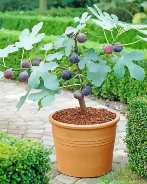 Fig Tree Pot Paint By Number