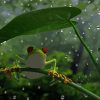 Frog In The Rain Art Paint By Number