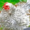 Grey Frizzle Chicken Paint By Number