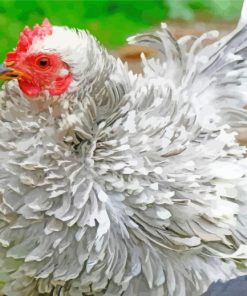 Grey Frizzle Chicken Paint By Number