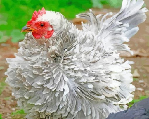 Grey Frizzle Chicken Paint By Number