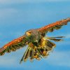 Harris Hawk Bird Flying Paint By Number