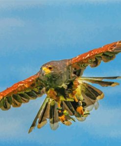 Harris Hawk Bird Flying Paint By Number