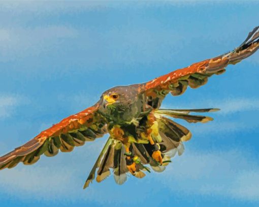 Harris Hawk Bird Flying Paint By Number