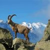 Horned Goats On Rocks Paint By Number